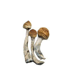 Buy Golden Teacher Magic Mushroom Shrooms Online