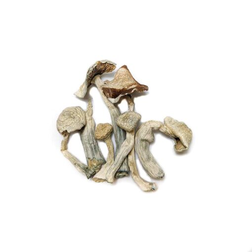 Buy Golden Teacher Mushroom Online