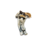 Tidal Wave | Premium Quality | Psilocybin Mushroom