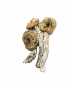 Buy Cheap High Premium Quality Psilocybin Magic Mushroom Shrooms Online